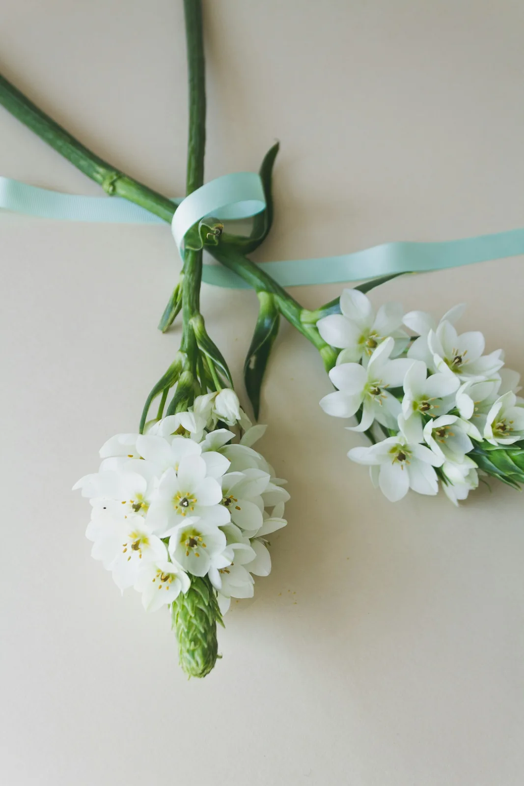 Minimal white flowers against beige background