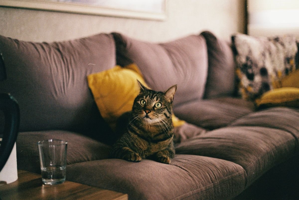 Tabby cat resting on a soft sofa beside cushions at home
